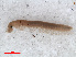  ( - RMNH.DIP.1703)  @11 [ ] CreativeCommons - Attribution Non-Commercial Share-Alike (2013) Unspecified Naturalis Biodiversity Center