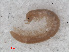  ( - RMNH.DIP.1704)  @11 [ ] CreativeCommons - Attribution Non-Commercial Share-Alike (2013) Unspecified Naturalis Biodiversity Center