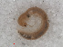  ( - RMNH.DIP.1731)  @11 [ ] CreativeCommons - Attribution Non-Commercial Share-Alike (2013) Unspecified Naturalis Biodiversity Center