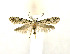  ( - KBE 2018765)  @11 [ ] Copyright (2019) Leif Aarvik University of Oslo, Natural History Museum