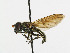  ( - KBE 2019028)  @11 [ ] Creative Commons  Attribution Non-Commercial Share-Alike (2019) Kai Berggren NTNU University Museum, Department of Natural History
