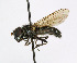  ( - KBE 2019029)  @14 [ ] Creative Commons  Attribution Non-Commercial Share-Alike (2019) Kai Berggren NTNU University Museum, Department of Natural History