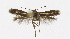  (Scythris moldavicella - KBE 2019102)  @11 [ ] Creative Commons  Attribution Non-Commercial Share-Alike (2019) Kai Berggren NTNU University Museum, Department of Natural History