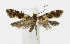  ( - KBE 2019139)  @11 [ ] Creative Commons  Attribution Non-Commercial Share-Alike (2019) Kai Berggren NTNU University Museum, Department of Natural History