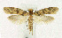  ( - KBE 2019141)  @11 [ ] Creative Commons  Attribution Non-Commercial Share-Alike (2019) Kai Berggren NTNU University Museum, Department of Natural History