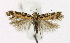  ( - KBE 2019209)  @14 [ ] Creative Commons  Attribution Non-Commercial Share-Alike (2019) Kai Berggren NTNU University Museum, Department of Natural History