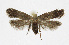  ( - KBE 2019220)  @11 [ ] Creative Commons  Attribution Non-Commercial Share-Alike (2019) Kai Berggren NTNU University Museum, Department of Natural History