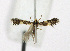  ( - KBE 2019251)  @11 [ ] Creative Commons  Attribution Non-Commercial Share-Alike (2019) Kai Berggren NTNU University Museum, Department of Natural History