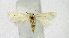  ( - KBE 2019298)  @13 [ ] Creative Commons  Attribution Non-Commercial Share-Alike (2019) Kai Berggren NTNU University Museum, Department of Natural History