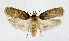  ( - KBE 2019319)  @11 [ ] Creative Commons  Attribution Non-Commercial Share-Alike (2019) Kai Berggren NTNU University Museum, Department of Natural History