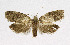  ( - KBE 2019374)  @14 [ ] Creative Commons  Attribution Non-Commercial Share-Alike (2019) Kai Berggren NTNU University Museum, Department of Natural History