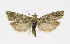  ( - KBE 2019385)  @11 [ ] Creative Commons  Attribution Non-Commercial Share-Alike (2019) Kai Berggren NTNU University Museum, Department of Natural History