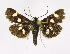  ( - KBE 2019422)  @11 [ ] Creative Commons  Attribution Non-Commercial Share-Alike (2019) Kai Berggren NTNU University Museum, Department of Natural History