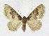  (Idaea rusticata - KBE 2019471)  @14 [ ] Creative Commons  Attribution Non-Commercial Share-Alike (2019) Kai Berggren NTNU University Museum, Department of Natural History