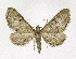  ( - KBE 2019500)  @11 [ ] Creative Commons  Attribution Non-Commercial Share-Alike (2019) Kai Berggren NTNU University Museum, Department of Natural History