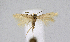  ( - KBE 2020024)  @11 [ ] CreativeCommons Attribution NonCommercial ShareAlike (2020) Kai Berggren NTNU University Museum, Department of Natural History