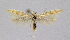 ( - KBE 2020031)  @11 [ ] CreativeCommons Attribution NonCommercial ShareAlike (2020) Kai Berggren NTNU University Museum, Department of Natural History