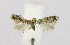  ( - KBE 2021050)  @11 [ ] Creative Commons  Attribution Non-Commercial Share-Alike (2021) Kai Berggren NTNU University Museum, Department of Natural History