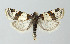  ( - KBE_2022069)  @11 [ ] Creative Commons  Attribution Non-Commercial Share-Alike (2024) Kai Berggren NTNU University Museum, Department of Natural History