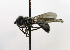  ( - KBE_2023070)  @11 [ ] Creative Commons  Attribution Non-Commercial Share-Alike (2024) Kai Berggren NTNU University Museum, Department of Natural History