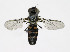  ( - KBE_2023071)  @11 [ ] Creative Commons  Attribution Non-Commercial Share-Alike (2024) Kai Berggren NTNU University Museum, Department of Natural History