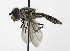  ( - KBE_2023071)  @11 [ ] Creative Commons  Attribution Non-Commercial Share-Alike (2024) Kai Berggren NTNU University Museum, Department of Natural History