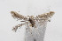  ( - KBE 2024035)  @11 [ ] Creative Commons  Attribution Non-Commercial Share-Alike (2024) Kai Berggren NTNU University Museum, Department of Natural History