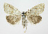  ( - KBE 2024042)  @11 [ ] Creative Commons  Attribution Non-Commercial Share-Alike (2024) Kai Berggren NTNU University Museum, Department of Natural History