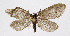 ( - KBE 2024068)  @11 [ ] Creative Commons  Attribution Non-Commercial Share-Alike (2024) Kai Berggren NTNU University Museum, Department of Natural History