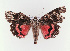  ( - NHMO_Lep_2022_34)  @11 [ ] Copyright (2023) Leif Aarvik University of Oslo, Natural History Museum