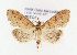  (Pyrausta pauperalis - NHMO_Lep_2022_47)  @11 [ ] Copyright (2023) Leif Aarvik University of Oslo, Natural History Museum