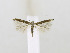  ( - NHMO Lep 2018007)  @13 [ ] Copyright (2019) Leif Aarvik University of Oslo, Natural History Museum