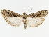 ( - NHMO 2018039)  @11 [ ] Copyright (2019) Leif Aarvik University of Oslo, Natural History Museum