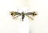  ( - NHMO 201903)  @11 [ ] Copyright (2019) Leif Aarvik University of Oslo, Natural History Museum