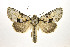  ( - NHMO201909)  @11 [ ] Copyright (2019) Leif Aarvik University of Oslo, Natural History Museum