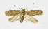  ( - NHMO_Lep_2021.16)  @11 [ ] Copyright (2022) Leif Aarvik University of Oslo, Natural History Museum