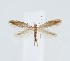  ( - NHMO lep. 202415)  @11 [ ] Copyright (2024) Leif Aarvik University of Oslo, Natural History Museum