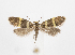  (Lampronia redemitella - RVO 202402)  @11 [ ] Copyright (2024) Reidar Voith Unspecified