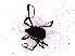  ( - RMNH.OPI.1240)  @12 [ ] CreativeCommons - Attribution Non-Commercial Share-Alike (2013) Unspecified Naturalis Biodiversity Center
