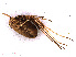  (Odiellus - RMNH.OPI.1254)  @12 [ ] CreativeCommons - Attribution Non-Commercial Share-Alike (2013) Unspecified Naturalis Biodiversity Center