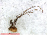  ( - RMNH.OPI.1264)  @12 [ ] CreativeCommons - Attribution Non-Commercial Share-Alike (2013) Unspecified Naturalis Biodiversity Center