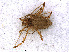  ( - RMNH.OPI.1285)  @13 [ ] CreativeCommons - Attribution Non-Commercial Share-Alike (2013) Unspecified Naturalis Biodiversity Center