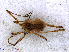  ( - RMNH.OPI.1297)  @13 [ ] CreativeCommons - Attribution Non-Commercial Share-Alike (2013) Unspecified Naturalis Biodiversity Center