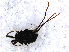  ( - RMNH.OPI.1302)  @12 [ ] CreativeCommons - Attribution Non-Commercial Share-Alike (2013) Unspecified Naturalis Biodiversity Center