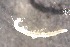  ( - RMNH.5009089)  @11 [ ] CreativeCommons - Attribution Non-Commercial Share-Alike (2018) Unspecified Naturalis Biodiversity Center