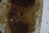  ( - RMNH.5009097)  @11 [ ] CreativeCommons - Attribution Non-Commercial Share-Alike (2018) Unspecified Naturalis Biodiversity Center