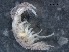  ( - RMNH.5009245)  @11 [ ] CreativeCommons - Attribution Non-Commercial Share-Alike (2018) Unspecified Naturalis Biodiversity Center