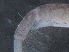  ( - RMNH.5009245)  @11 [ ] CreativeCommons - Attribution Non-Commercial Share-Alike (2018) Unspecified Naturalis Biodiversity Center