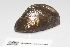  ( - RMNH.5009249)  @11 [ ] CreativeCommons - Attribution Non-Commercial Share-Alike (2018) Unspecified Naturalis Biodiversity Center