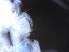 ( - RMNH.5009283)  @11 [ ] CreativeCommons - Attribution Non-Commercial Share-Alike (2018) Unspecified Naturalis Biodiversity Center